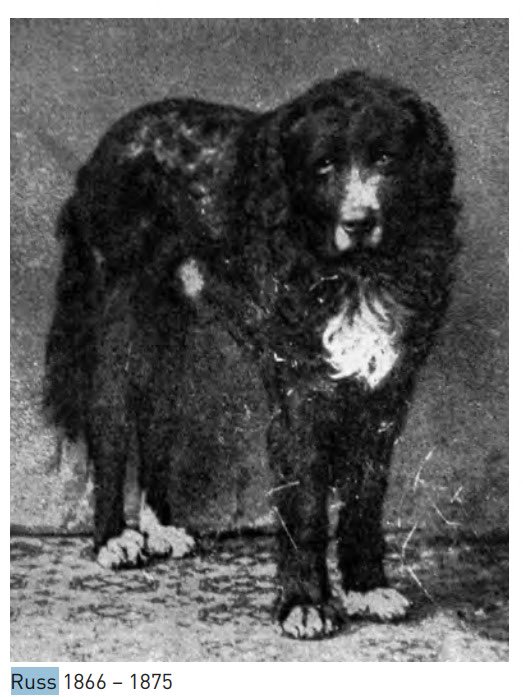 Tron8008's tweet photo. @Kingstaccz Bro check this crazy
solana:2FCerziZbakcdDbuQNgEWPxGRPYGmBzMxEJKkqJEpump the dog is the 1st &amp; the OG Nietzschean Meta
Nietzsche admired him a lot &amp; wrote about him in his book too.

Mc larping at 10k &amp; this is first deployed token https://t.co/EMF4NV6hQB