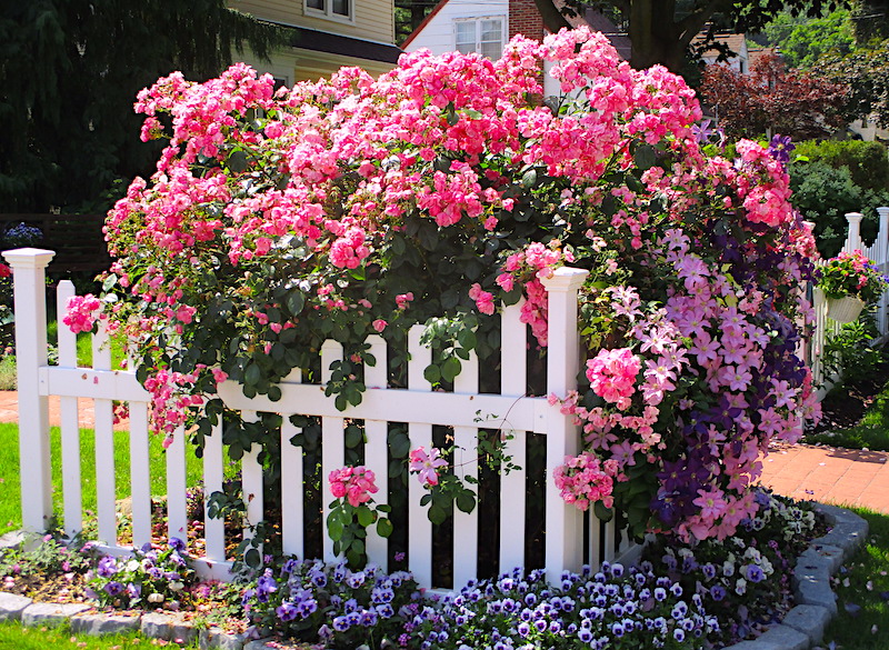 111publishing's tweet photo. .
Blooming Fences - Instead of Ugly Cedar Hedges
https://t.co/fS1WW62eZ4
#Gardening #FloweringShrubs #LiveFence
. https://t.co/2OgdwujJO6