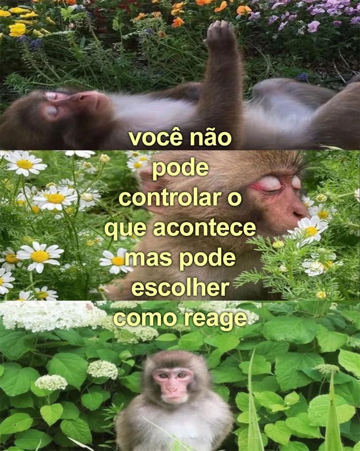 shitpostverdade's tweet photo. https://t.co/Nh3af7U7fD