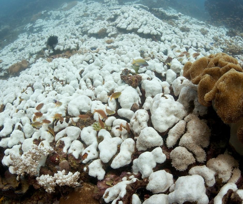 survivalanimal's tweet photo. 📰 The ocean has protected us from the worst of climate change for decades 🌊.

Now it's under immense strain. Marine heatwaves, coral bleaching &amp; biodiversity loss are urgent warnings.

Protecting our oceans has never been more urgent.

🔗 Read more: https://t.co/dTlaQJZMpR https://t.co/JtFm16YiOp