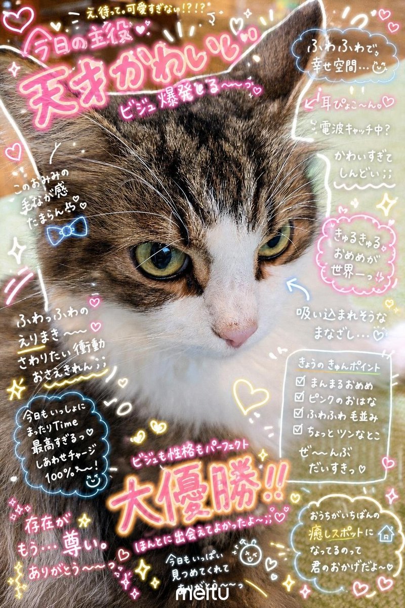 chiimelo_candy's tweet photo. うちの猫ちゃんを雑誌風にしてみた！
萌えポイントをとことん入れた♡
 #猫の日常  #推ししか勝たん https://t.co/eSPJoStTuj