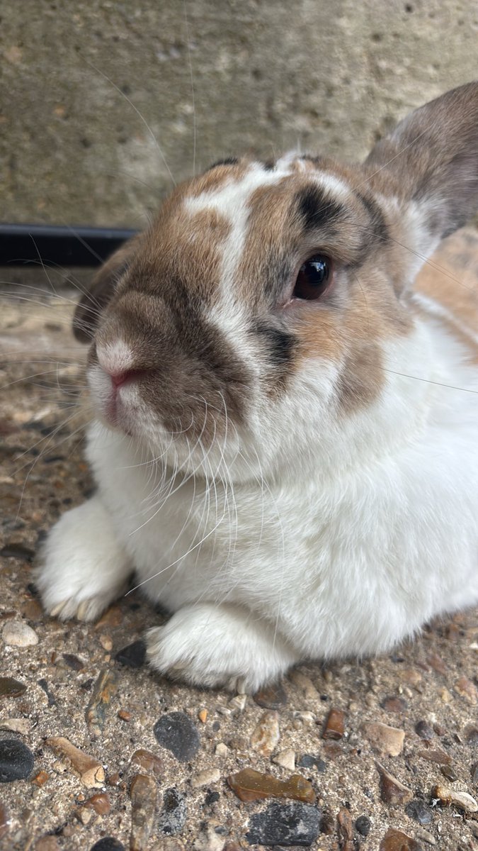 paddyloaf's tweet photo. the boy!!! https://t.co/1sqh75VNFV
