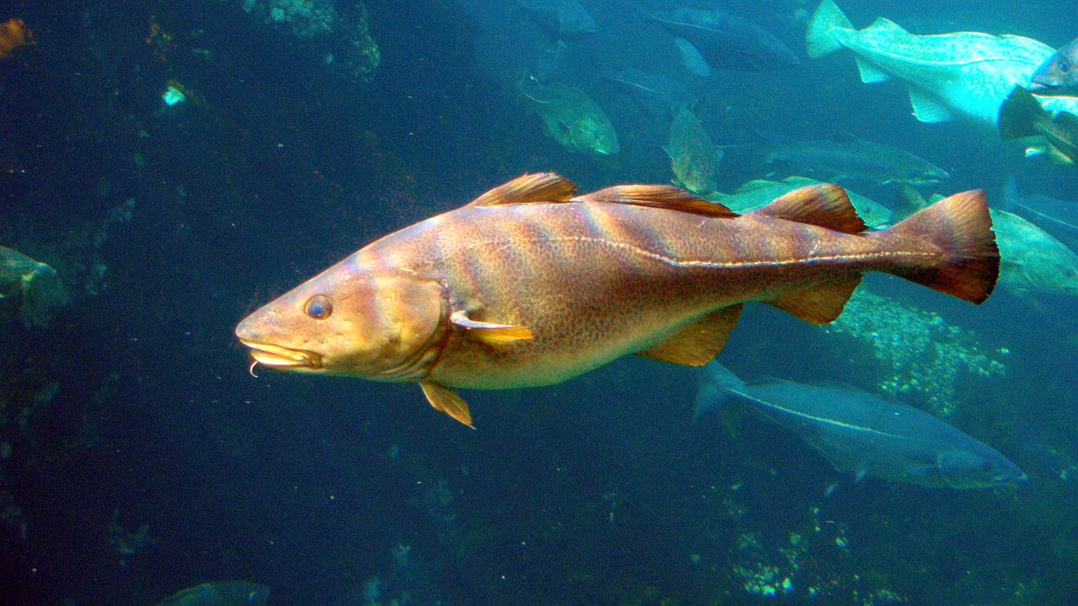 The_MMO's tweet photo. New consultations are open on draft Irish Sea demersal and pelagic Fisheries Management Plans. Developed jointly by DAERA, Defra and the Welsh Government.

Read the proposals and share your views by 21 October 2026. 

🔗 https://t.co/49XGaA6cyK 

#FisheriesManagementPlans https://t.co/dK2NWh6mB6