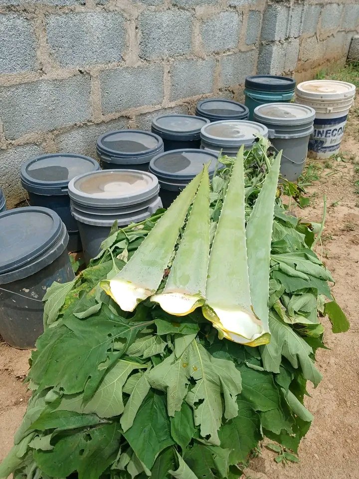 FirstKingEntert's tweet photo. Created this powerful fertilizer in 30 days.🌱✨️

Odion Alex ✍🏿 https://t.co/uX4f3hGffY