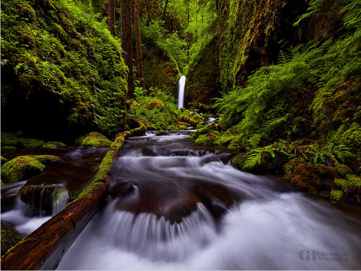 TSvetlanab's tweet photo. Good day Twitterland🐺💞
“Be faithful in small things because it is in them that your strength lies.”
― Mother Teresa
#OurWorld
#Nature #NaturePhotography by Christina Angquico https://t.co/2Uv9JxSZIb