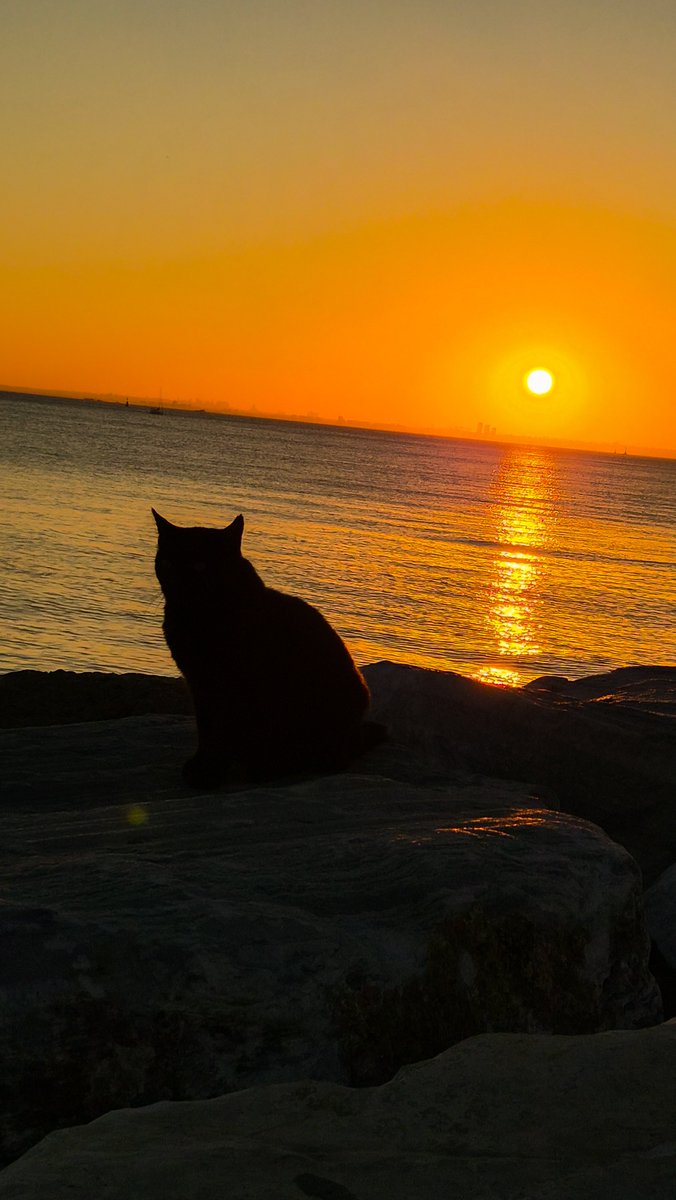 xemrece's tweet photo. 🌅🐈‍⬛ https://t.co/xmyCZhzRAM