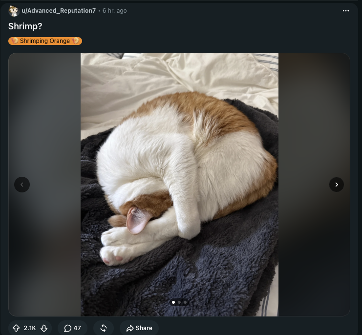 kattyanZ's tweet photo. A shrimp cat is going viral af on Reddit this morning and its the cutest thing ever

Many users are also posting memes of the shrimp cat in the comments 🤣

We've had ramen cat today, gun cat, bread cat and many more

But we've never had a shrimp meme go viral 

Check it out 
https://t.co/ZR4lI6gXfG