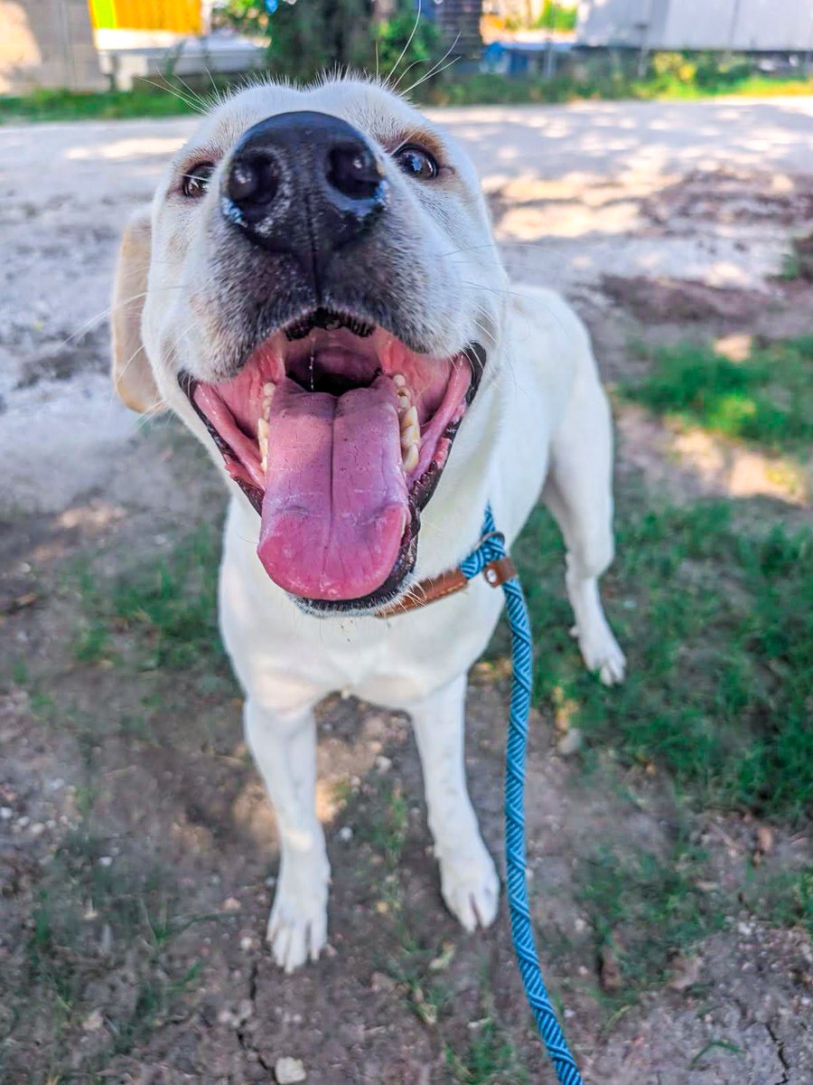 PetCircleWaco's tweet photo. βοΈ Meet Sol | 1 yr | 72 lbs βοΈ
π Kid-friendly
π Cuddly
π§Έ Playful personality
π€ Loves to give hugs
Come meet Sol & fall in love at first hug. πΆβ€οΈ
#petcirclewaco #offthecircle #adoptdontshop #fosteringsaveslives #wacotexas #wacotx https://t.co/5J7cCNscry