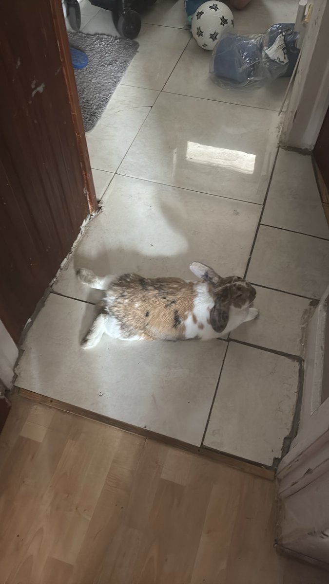 paddyloaf's tweet photo. https://t.co/uD8llPKFYv
