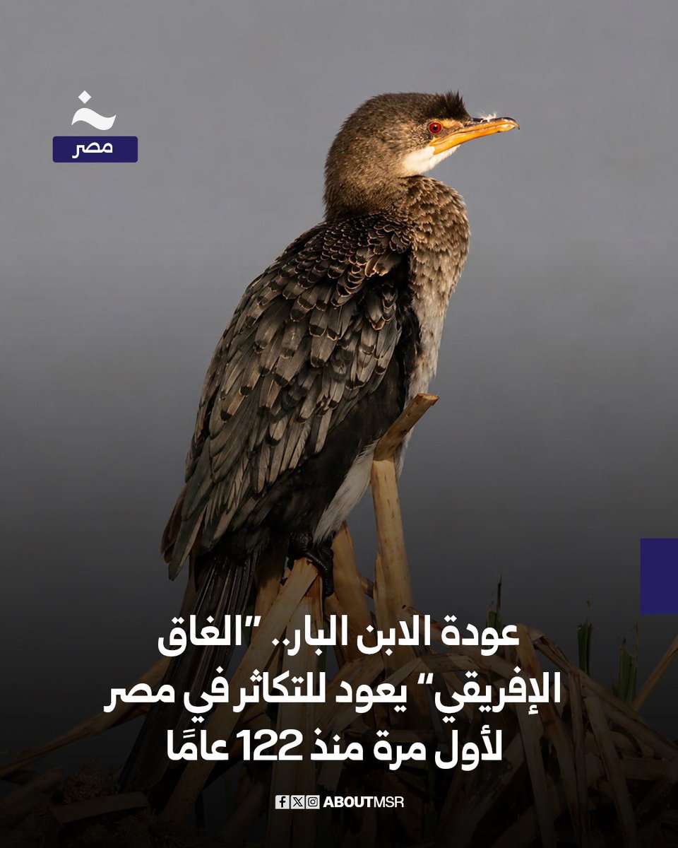 AboutMsr's tweet photo. عاد طائر الغاق الإفريقي ليتكاثر في مصر مجددًا بعد غياب استمر نحو 122 عامًا منذ آخر تسجيل موثق لوجوده في البلاد.

ووثّق الباحثان المصريان ربيع ومحمود الشامي وجود أعشاش وأفراخ لطائر الغاق الإفريقي على أشجار بحيرة ناصر في أول دليل علمي مؤكد على تكاثره في مصر منذ أكثر من قرن وذلك بعد الإجراءات الصارمة التي اتخذتها وزارة البيئة للحد من الصيد الجائر وحماية الموائل الطبيعية.لقراءة تقرير “عودة الابن البار” كاملًا وصور أعشاش الغاق في بحيرة ناصر.. https://t.co/V8KIRtiwo4