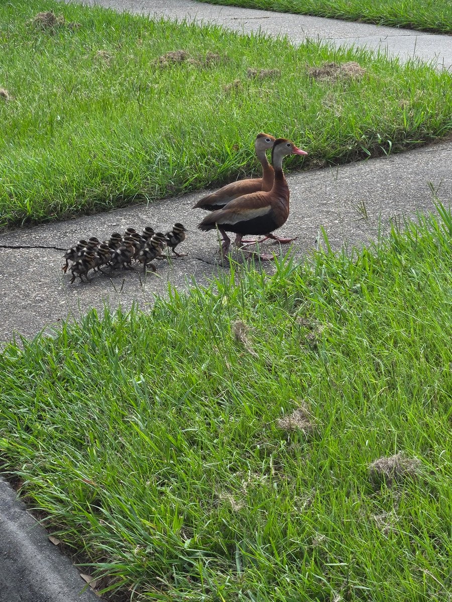 philauter's tweet photo. Who gave these parents a map?! 🦆 Crossing the street at @ULLafayette today, some of us caught a duck family heading out of Cypress Lake toward Johnston traffic. Quickly switched to campus tour guide mode and herded them safely back to the swamp. Just another day at UL helping #parents and prospective #students with their challenges! 🪶