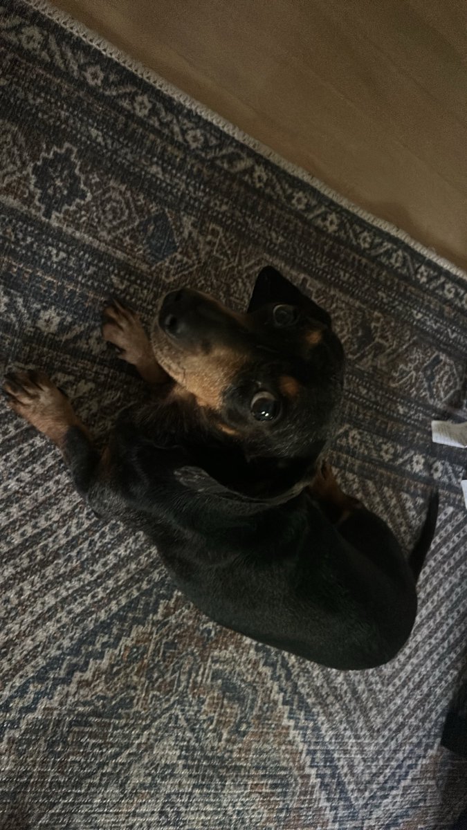 tropicthunder67's tweet photo. 50 followers dog dox #wiener https://t.co/9bFz15X370