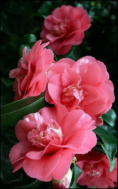 DailyVibesx1's tweet photo. #flowersonfriday https://t.co/otjkTwsfl6
