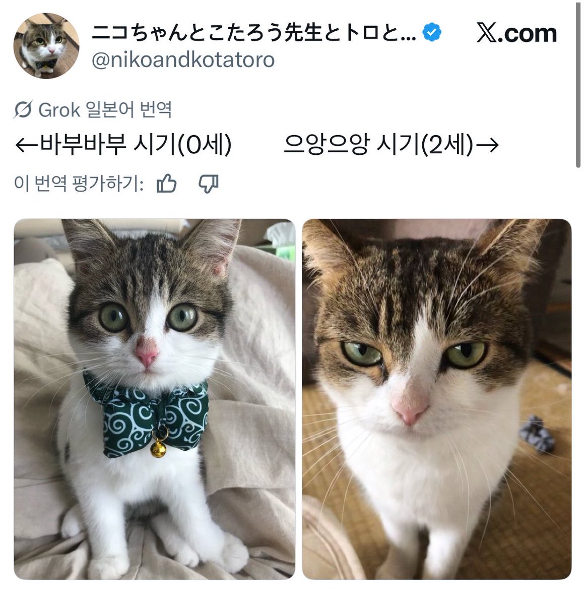 maldomasaeyo's tweet photo. 번역 봐 개귀엽다 https://t.co/JUyuXj2rRp