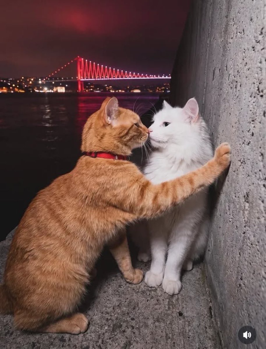akillandik's tweet photo. sana o miyavlayan kimdi anlat bi bakalım https://t.co/YUi0s2NFDt