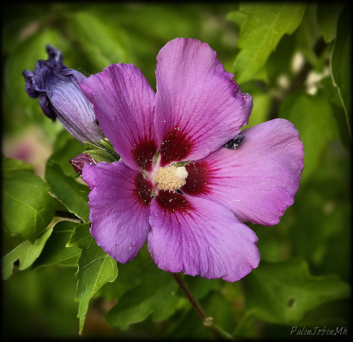 MhMaya1963's tweet photo. Hibiscus syriacus poussant en bordure de mon jardin.
Très résistant à la sécheresse et à la canicule. 
Particularité, les fleurs sont comestibles et ont des propriétés médicinales. 

Val-de-Marne (94)
France 🇫🇷. 

#flowers #fleurs 
#hibiscus 
#photo #FlowerPhotography https://t.co/MBjUNVuwK8