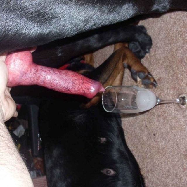 AlisonKnotty977's tweet photo. Real ones know that dogs always do it better. Watch our hot contents 😜,👇
https://t.co/YX4ZKvYHJ6…

#zoophilia #zoosarevalid #beastiality #dogknot #zooprideisvalid #zoophile #antizoo
#antizoophile #zoopride #zoophilepride #Bestiality #dogsdoitbetter https://t.co/e237MyeXP5