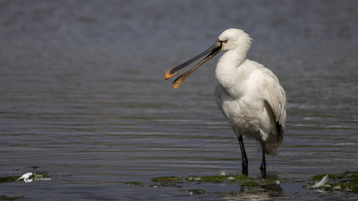 Chulavista21's tweet photo. The #Spoonbill on the Rushy @WWTSlimbridge again this afternoon #Glosbirds https://t.co/5743dSnRM3