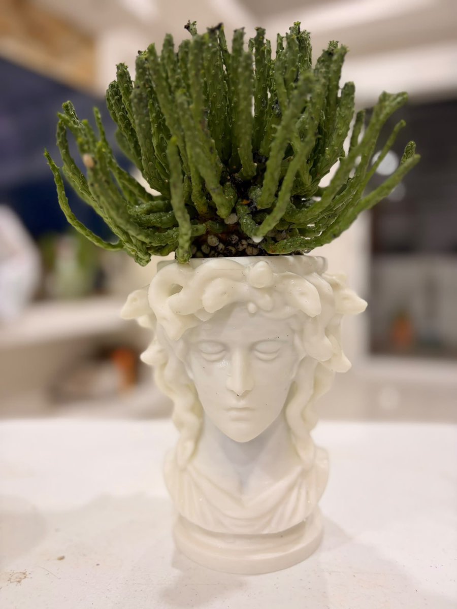 MaikyXVII's tweet photo. Medusa 🙌🏾✨🐍 https://t.co/9Zas18K3x8