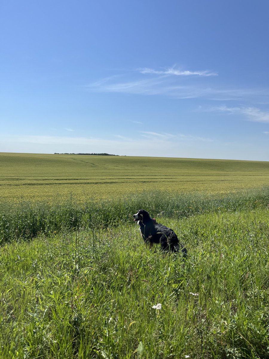 LittleDenene's tweet photo. Big crop checker. 

#busyday #playoutside #Saskatchewan https://t.co/o5HSzrnDsS
