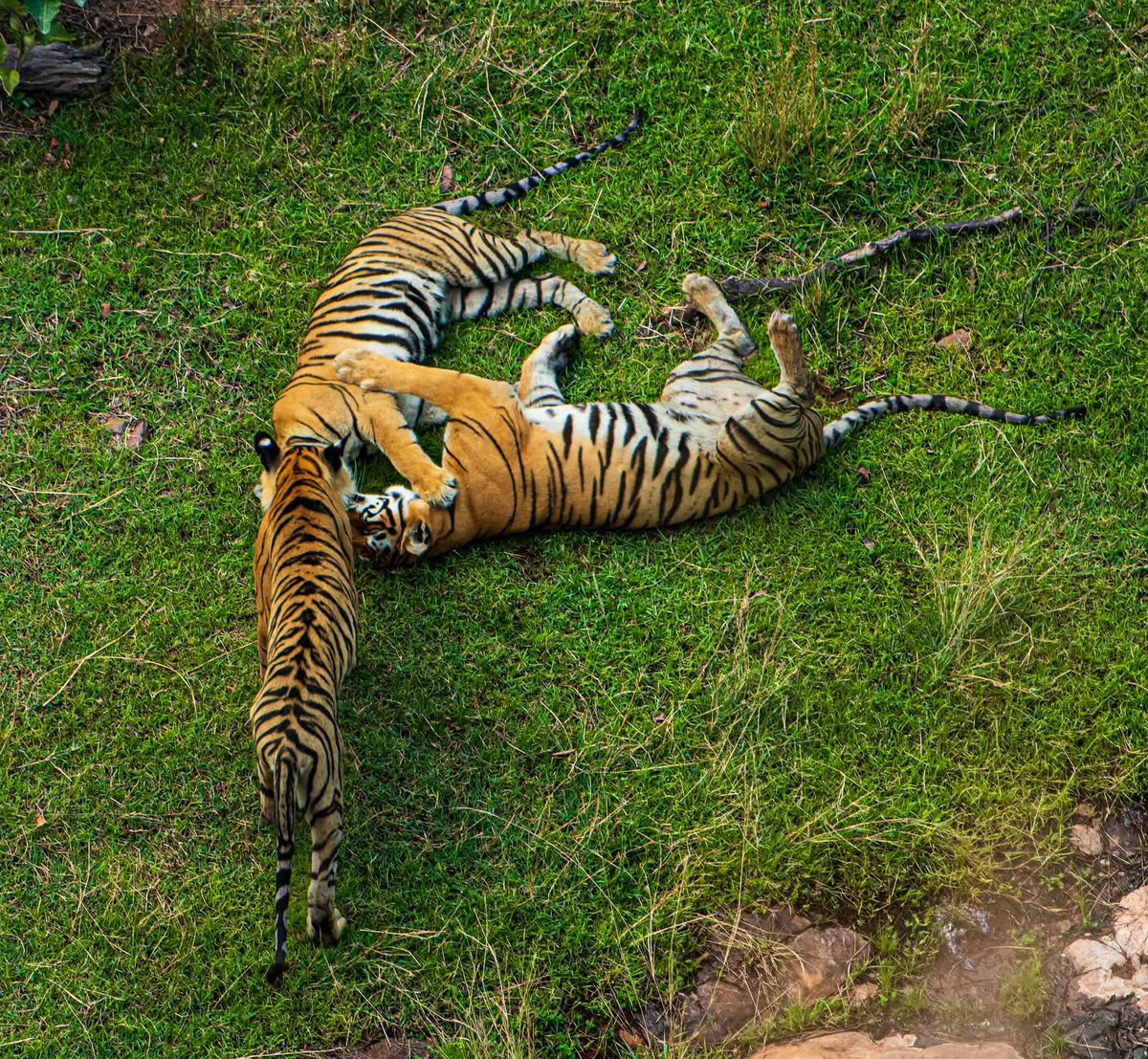 NatureNook786's tweet photo. On this #InternationalTigerDay, we celebrate the spirit of the wild and renew our commitment to protect it.
Every tiger roaming free is a sign of a thriving forest, healthy rivers, and a balanced ecosystem. Their future depends on the choices we make today. https://t.co/5IgVs59upJ
