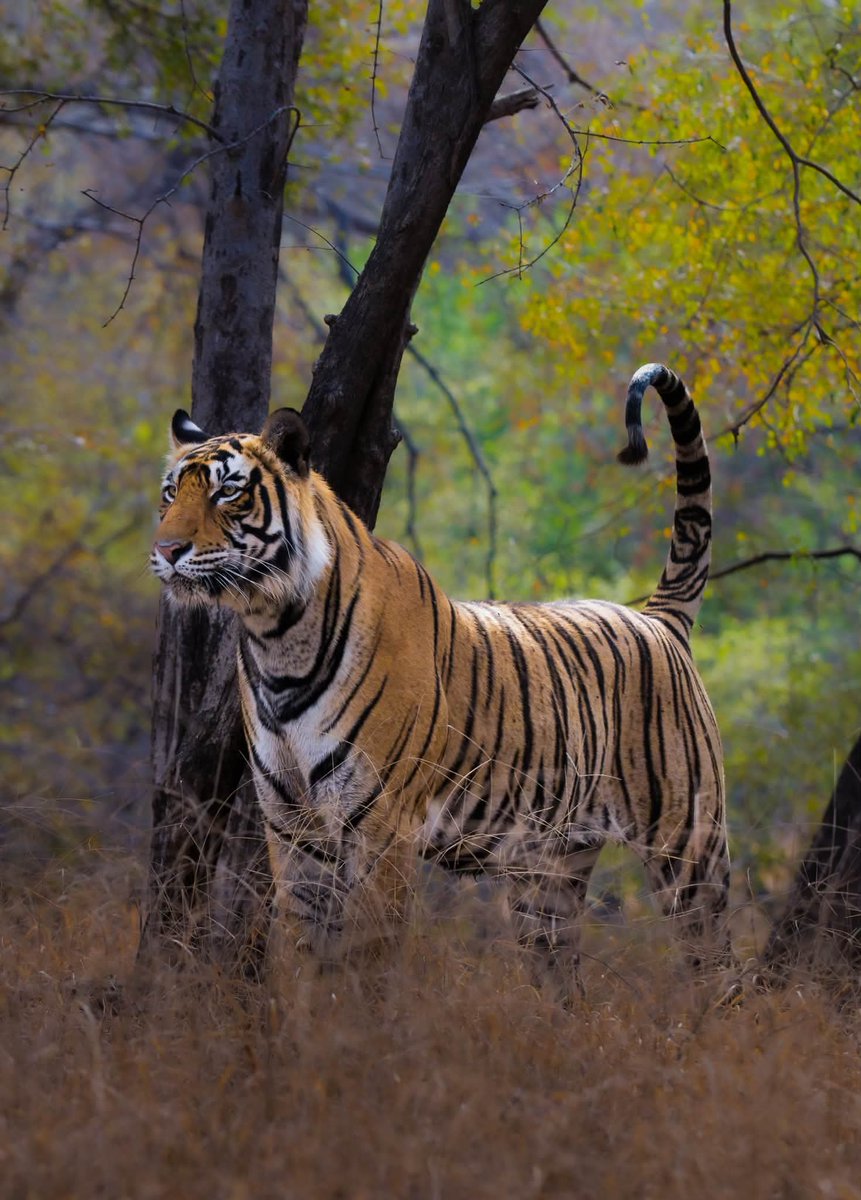 NatureNook786's tweet photo. On this #InternationalTigerDay, we celebrate the spirit of the wild and renew our commitment to protect it.
Every tiger roaming free is a sign of a thriving forest, healthy rivers, and a balanced ecosystem. Their future depends on the choices we make today. https://t.co/5IgVs59upJ