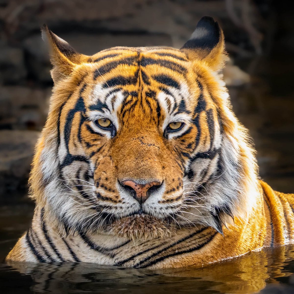 NatureNook786's tweet photo. On this #InternationalTigerDay, we celebrate the spirit of the wild and renew our commitment to protect it.
Every tiger roaming free is a sign of a thriving forest, healthy rivers, and a balanced ecosystem. Their future depends on the choices we make today. https://t.co/5IgVs59upJ