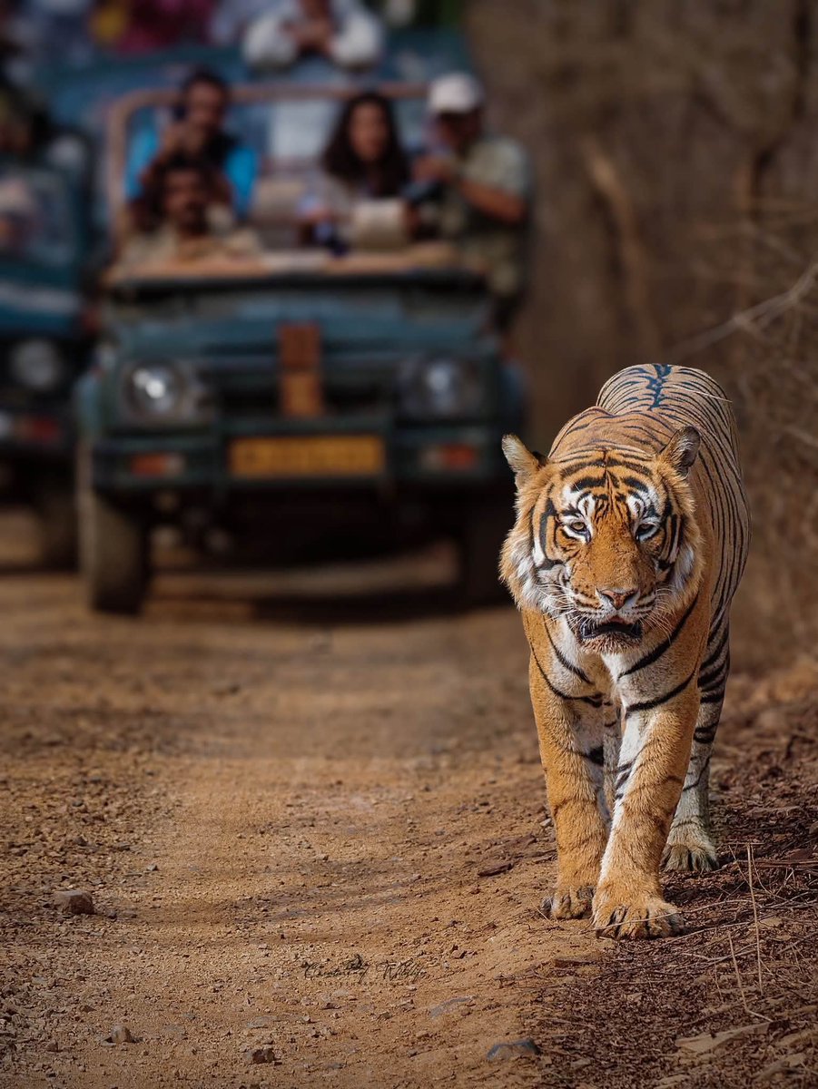 NatureNook786's tweet photo. On this #InternationalTigerDay, we celebrate the spirit of the wild and renew our commitment to protect it.
Every tiger roaming free is a sign of a thriving forest, healthy rivers, and a balanced ecosystem. Their future depends on the choices we make today. https://t.co/5IgVs59upJ