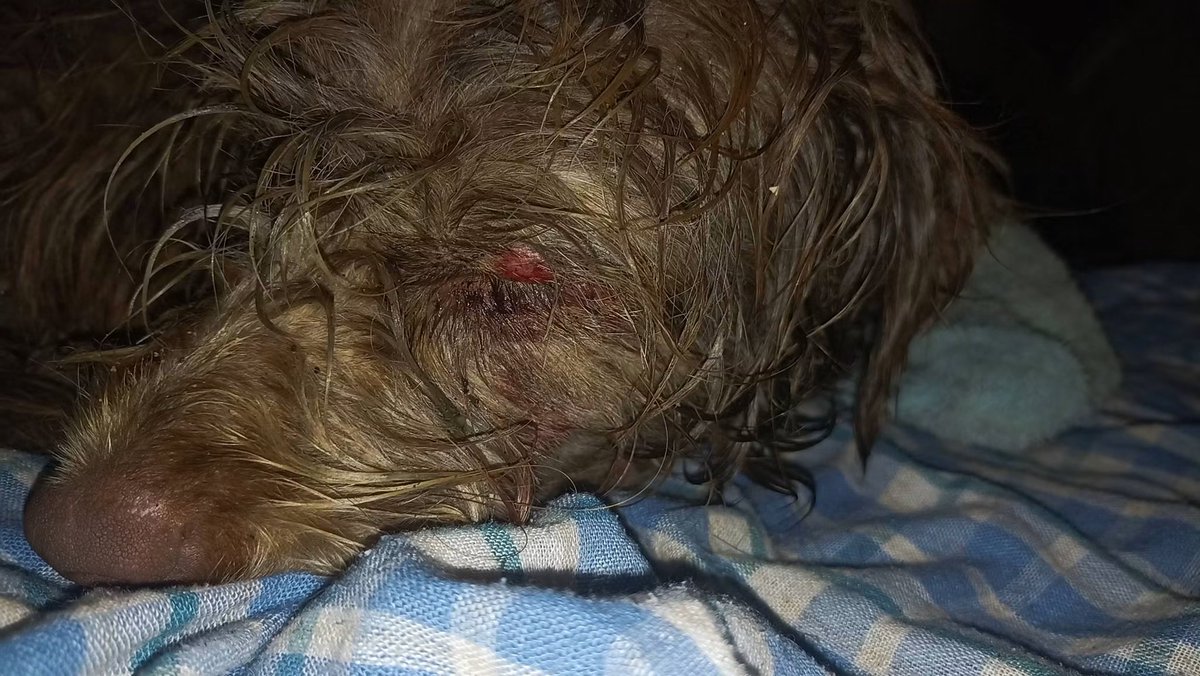 FCAlegre's tweet photo. Familia bonita.

Tenemos a este pequeño rescatado anoche entre la lluvia y las calles, lo refugiamos en casa para darle sus cuidados desconocemos que le pasó en su ojito.

¿Nos ayudan con sus gastos veterinarios?

BBVA: 4152 3140 1427 9643 (Mario P.) https://t.co/6SOVg0LFYe