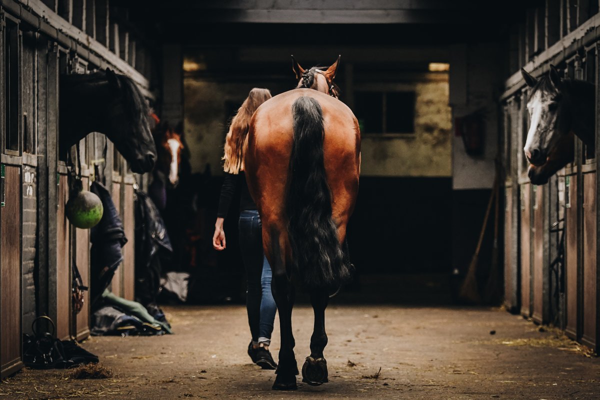 StableComfort tweet picture