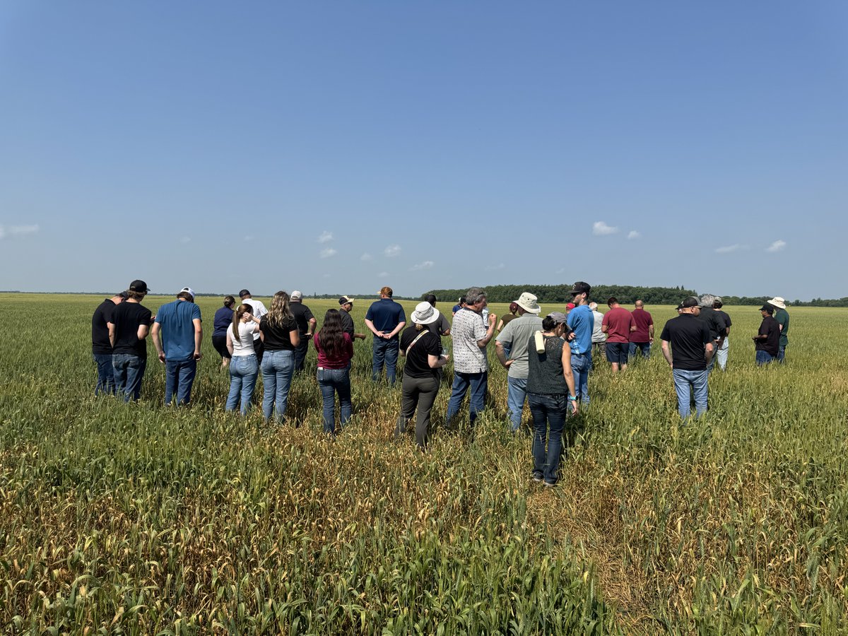 FertilizerCA's tweet photo. Thank you to Sirski Farms, Manitoba Canola Growers, Manitoba Pulse & Soybean Growers and Manitoba Crop Alliance for a valuable day in the field focused on 4R fertilizer management and on-farm research.

Fertilizer Canada was pleased to support the 2026 On-Farm Research Tour near Dauphin, Manitoba, which brought growers, agronomists and industry partners together to explore practical, science-based approaches to nutrient management.

Participants toured research trials in canola, wheat and soybeans, highlighting how 4R Nutrient Stewardship can support nutrient use efficiency, productivity and informed decision-making on the farm.