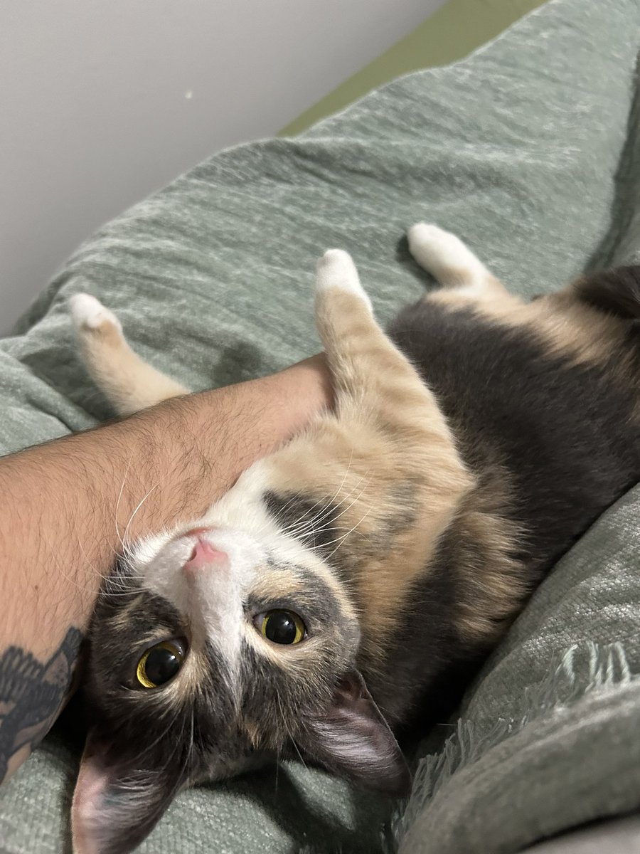 oreoeocat's tweet photo. Full of love and poop https://t.co/jmbOz6Xs7z