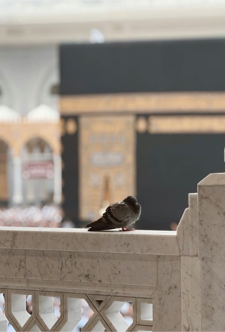 fatmanurrl1's tweet photo. “Allah kuluna yetmez mi?” https://t.co/oL0o6Dg5rD