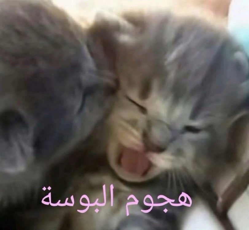 As9sa10's tweet photo. @rosnerme لين هالحلقتين https://t.co/Fq4m5YlNYi