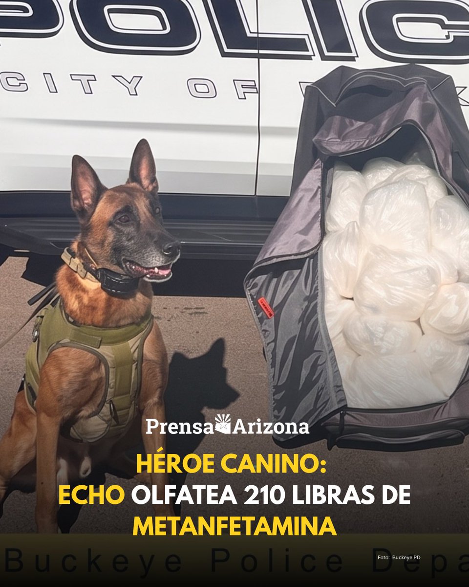 ArizonaPrensa's tweet photo. 🐾 ¡Buen trabajo, oficial Echo! El K9 de la policía de Buckeye fue la pieza clave para incautar 210 libras de metanfetamina tras un alto de tráfico en la I-10.

#Buckeye #Arizona #Echo #K9 #Arizona https://t.co/xFK1JV2nur