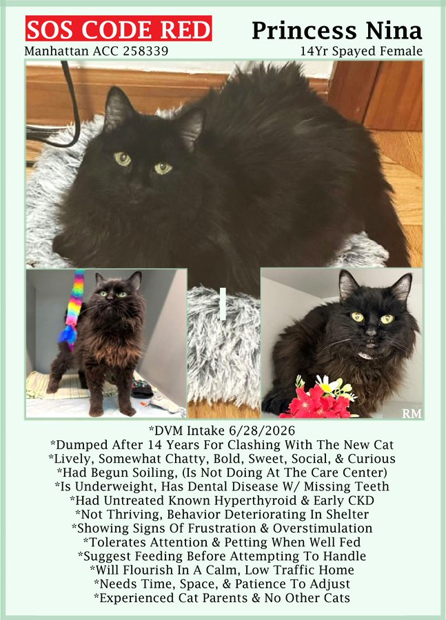 sachikoko's tweet photo. 🆘CODE RED🆘RELISTED TBK SAT 8/1/26🆘🙏🏾PLZ SHARE🆘
🙏🏾PLZ #PLEDGE 2 SAVE MY LIFE
💘Sweet 14YO #Senior Black Kitty "PRINCESS NINA"💘
😿💔Dumped 4 Behavior, Not Thriving In Shelter
🚨Still Needs #Adoption #Rescue #Foster🚨
▶258339 https://t.co/3vGbc8YIf4
#Manhattan #NYCACC #Cat https://t.co/KkeTslmrX7