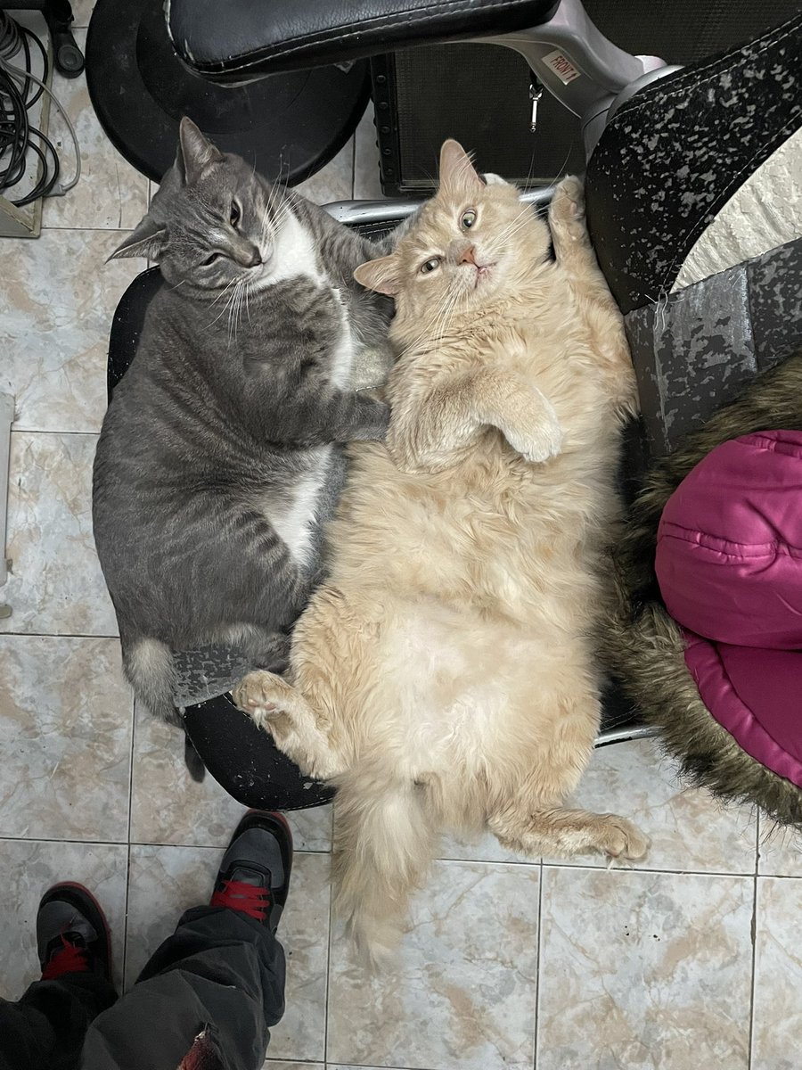 Beliroth's tweet photo. Quien diría que me convertí en este vga viviendo con mis gatos jajaja https://t.co/19rAi65qBy