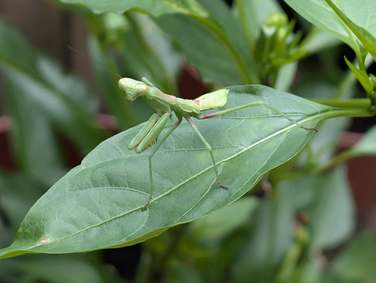 KnoxSe7eN's tweet photo. Mantis on my spicy bell pepper plant https://t.co/eaxlspBAKk