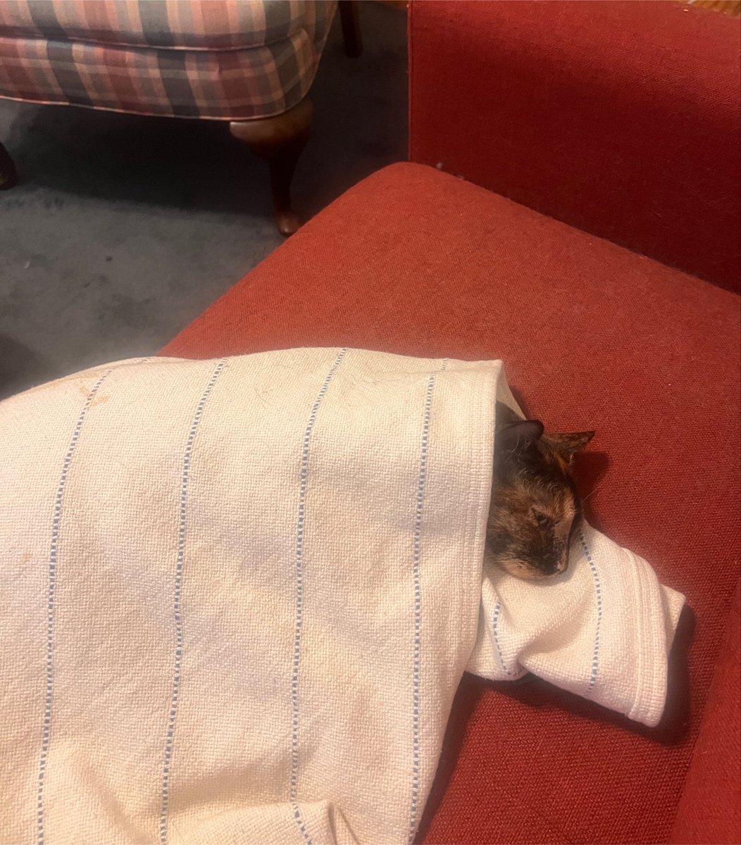 temujoandidion's tweet photo. How the actual fuck do we explain to our cat sitters that now she demands swaddling to take a nap? She’s been next to me swaddled and purring for over an hour while I’m on zoom meetings https://t.co/VwF5mvgMk4
