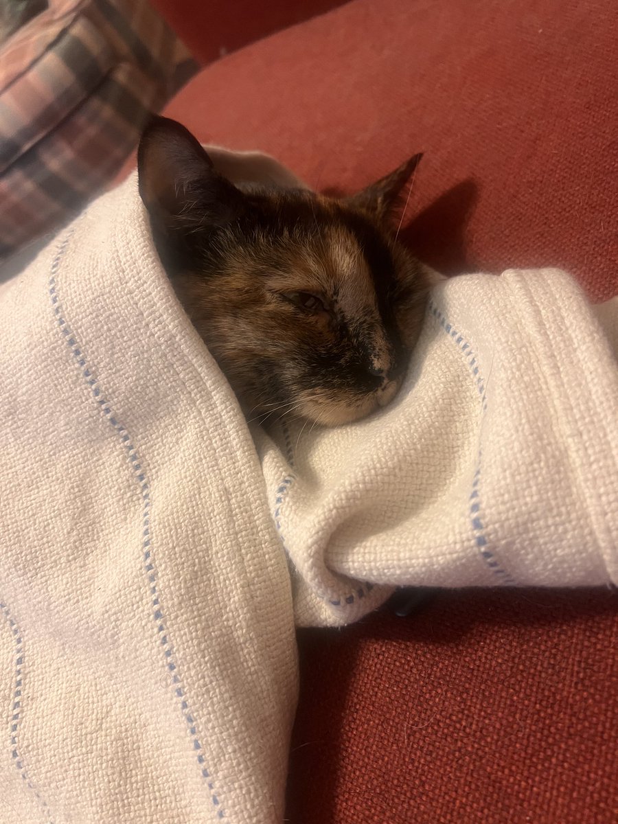 temujoandidion's tweet photo. How the actual fuck do we explain to our cat sitters that now she demands swaddling to take a nap? She’s been next to me swaddled and purring for over an hour while I’m on zoom meetings https://t.co/VwF5mvgMk4