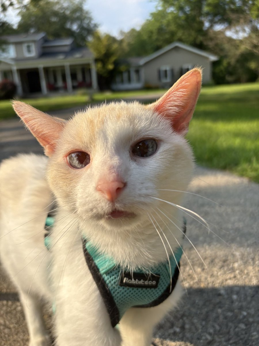 ganymedeshouse's tweet photo. Are people really mad at this? Cats are safe indoors. Outdoor cats are at risk for parasites, poisons, predators  and hunt native wildlife. If you need to get your cat enrichment you can take them on  a harness like I take Gany who I supervise for outdoor time https://t.co/fXmZWX7u52