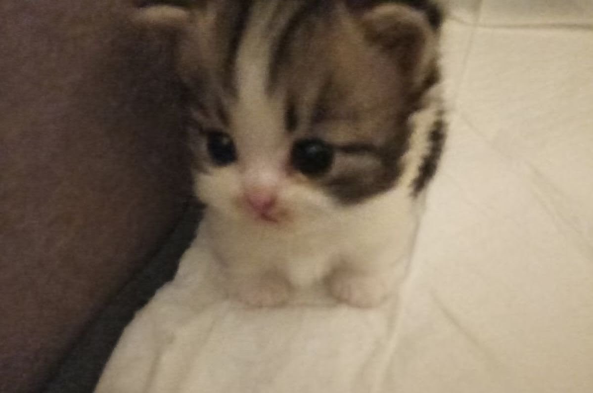 MeowyNissi's tweet photo. @Shadoune666 wtff q locura esto, a mi m gustaría muchio poder entrar y meterle onda con el equipo https://t.co/gUvss8c33J