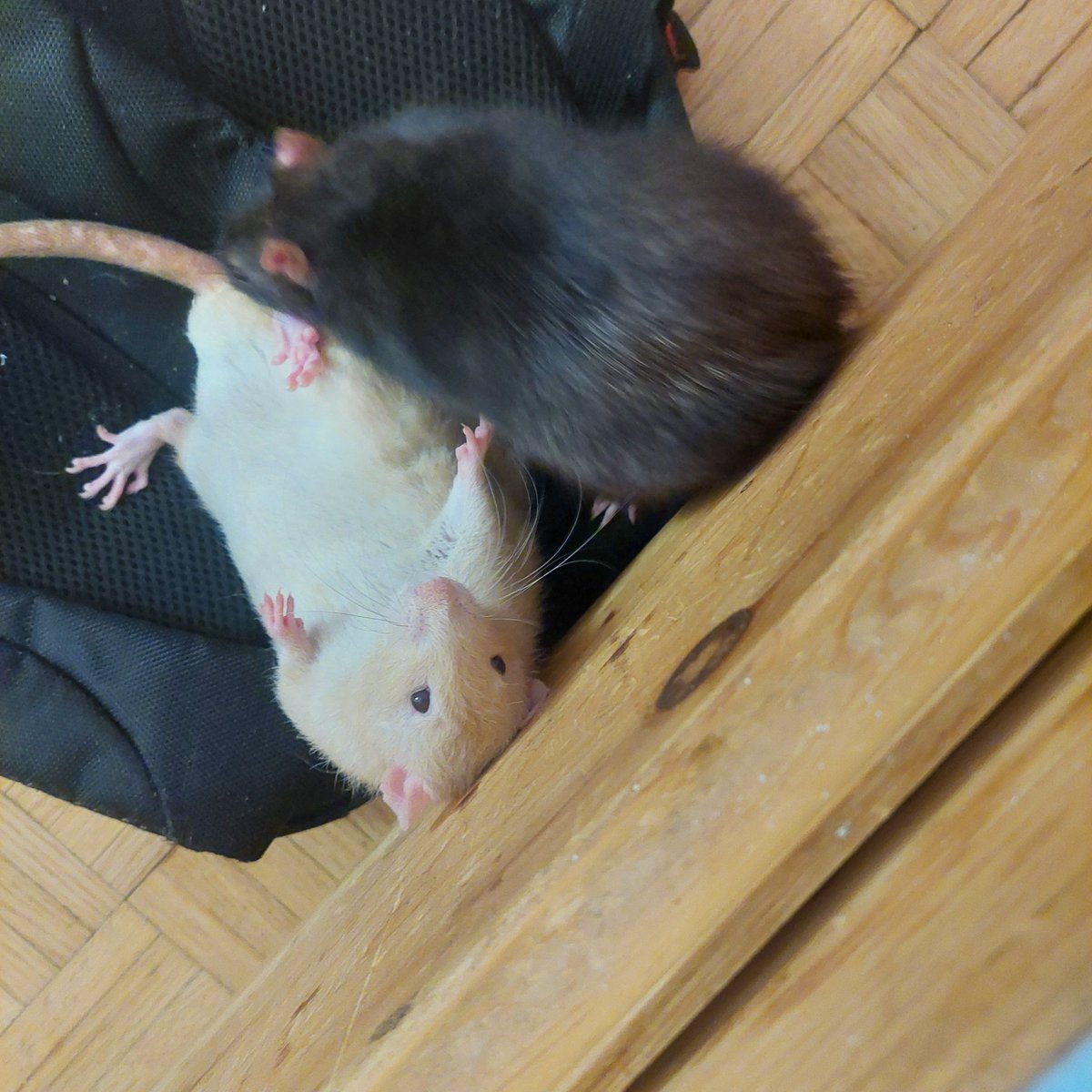 rossmarus's tweet photo. Hosting fat guy wrestling in my room. Be there ! https://t.co/tAzxJlgvP4