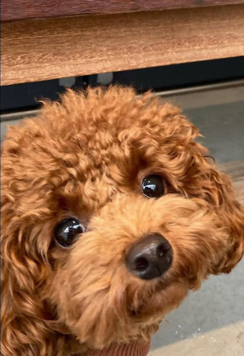 shiitBoX1's tweet photo. 🐶 https://t.co/9EpJcVWVyG