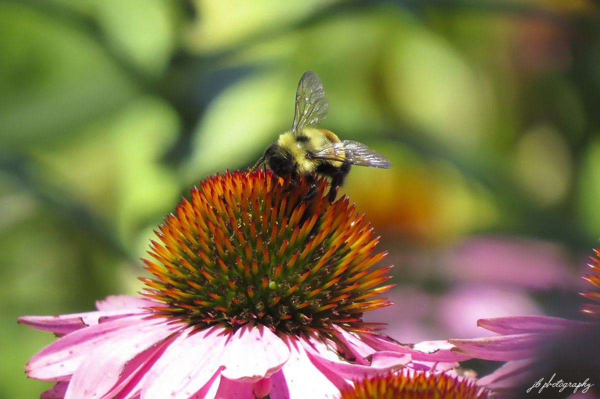 PlantNativeWI tweet picture