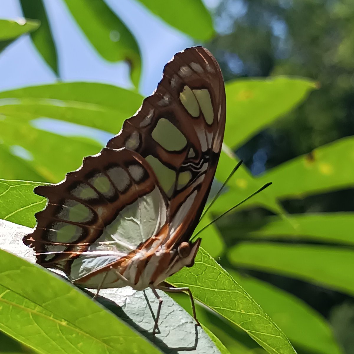 river_byVerne's tweet photo. This butterfly is gorgeous, its scientific name is Siproeta stelenes. #InsectThursday https://t.co/EmRURA8n7W