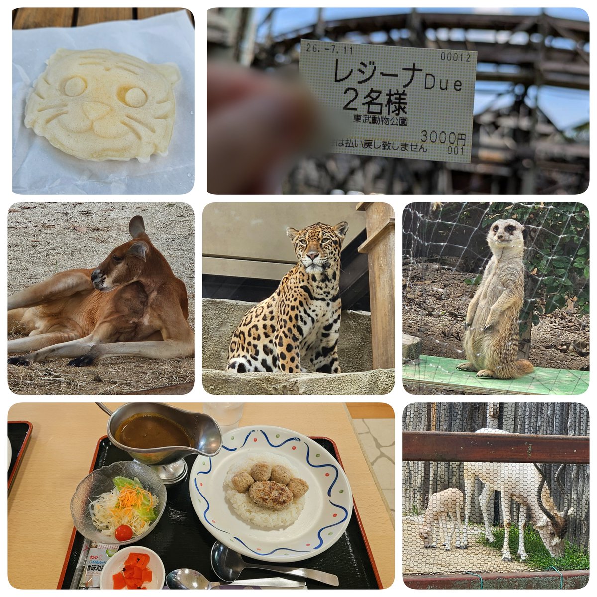 Kyo7yade's tweet photo. 東武動物公園の推しはアイちゃんキョウコちゃん🐘✨今回はご飯をあげました！お鼻を器用に使ってホイホイ食べてて可愛かった🥰
乗り物はレジーナII！木製コースターならではの乗り心地！疾走感！
タカシ隊長のパネル前でカメラ構えると毎回日差しが出てきてさすがの晴れ男☀
#タカシPR隊長キャンペーン https://t.co/OfGuCrxFoH