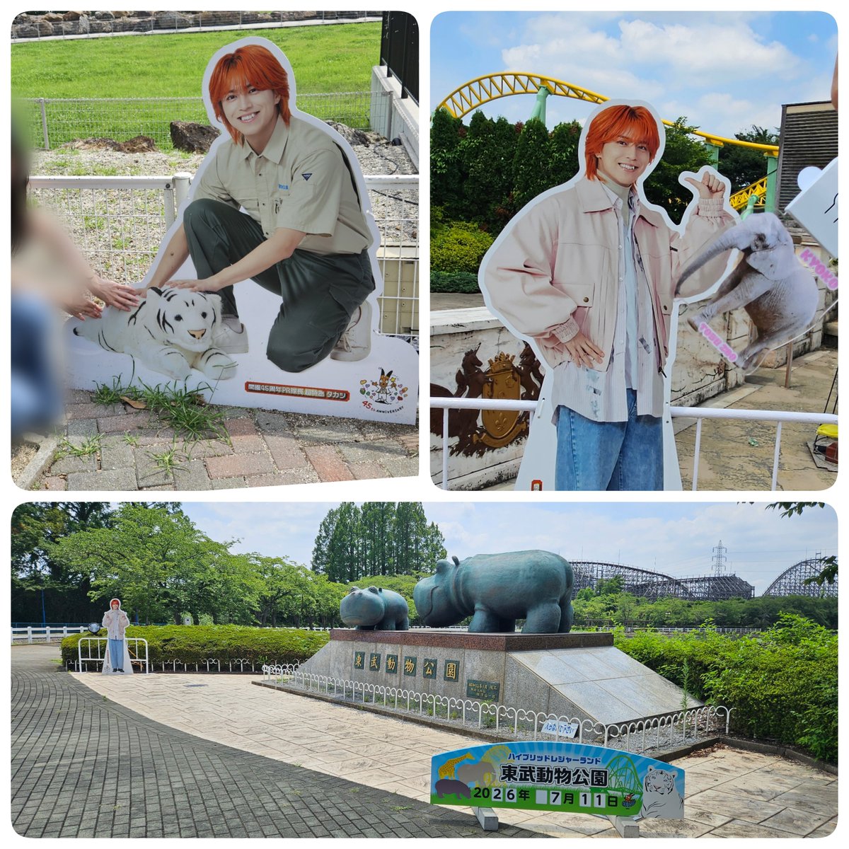 Kyo7yade's tweet photo. 東武動物公園の推しはアイちゃんキョウコちゃん🐘✨今回はご飯をあげました！お鼻を器用に使ってホイホイ食べてて可愛かった🥰
乗り物はレジーナII！木製コースターならではの乗り心地！疾走感！
タカシ隊長のパネル前でカメラ構えると毎回日差しが出てきてさすがの晴れ男☀
#タカシPR隊長キャンペーン https://t.co/OfGuCrxFoH