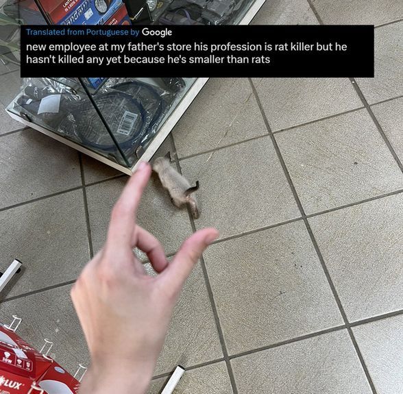 CatWorkers's tweet photo. Just starting out in the exciting field of pest control. https://t.co/A9s2dezOx5