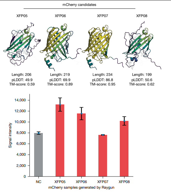 LeoWanPhD's tweet photo. What you are looking at here are mini-mCherry proteins, all designed using Raygun (just published in Nature). 

The whole concept in this new AI algorithm is to redesign proteins so that they are shorter. 

Having smaller proteins is a fascinating thesis. From a functional standpoint, one can imagine how smaller proteins may penetrate solid or fixed tissues easier. From a production standpoint, smaller proteins may be more sturdy, easier to produce and purify.

In fact, we recently ran a miniaturization campaign for a client on a beauty enzyme for similar reasons. Definitely an exciting space to be in!